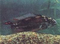 Апистограмма Борелли