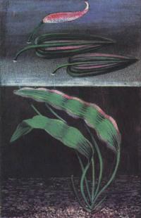 Апоногетон курчавый