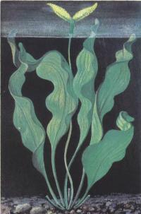 Апоногетон широкоштопорный