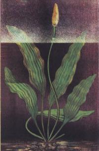 Апоногетон удлиненный