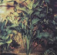 Апоногетон волнистый