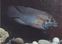 Астатотиляпия Буртона