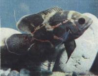 Астронотус