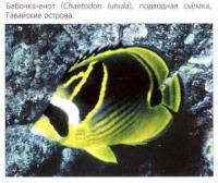 Бабочка-енот (Chaetodon lunula)