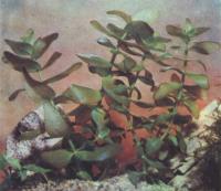 Бакопа каролинская