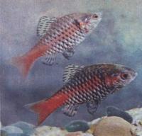 Барбус алый