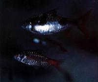 Барбус арулиус