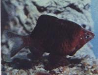 Барбус черный