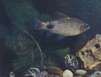 Барбус филаментоза