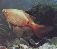 Барбус огненный