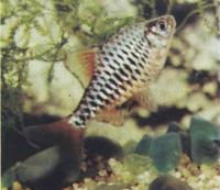 Барбус олиголепис