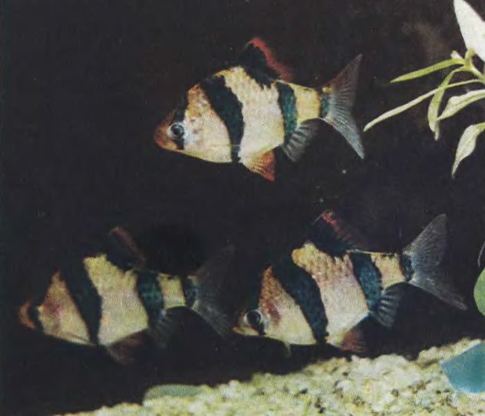 Барбус суматранский