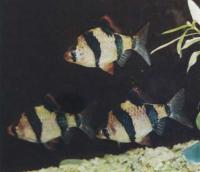 Барбус суматранский