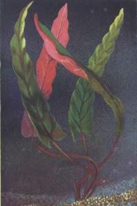 Барклайя длиннолистная