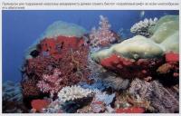 Биотоп коралловый риф