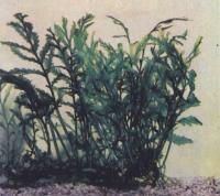 Больбитис Генделота