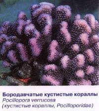 Бородавчатые кустистые кораллы
