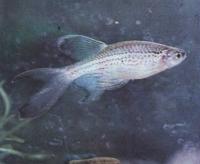 Брахиданио леопардовый