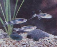 Брахиданио рерио