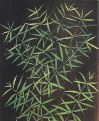 Бутерлак двухтычинковый