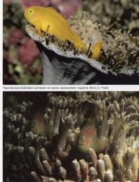 Бычки Gobiodon okinawae в кораллах