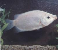 Целующийся гурами