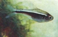 Черный неон