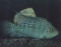 Цихламоза бриллиантовая