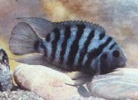 Цихлазома чернополосая