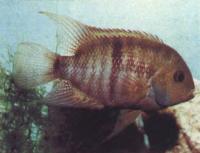 Цихлазома костариканская