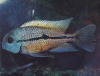 Цихлазома никарагуанская