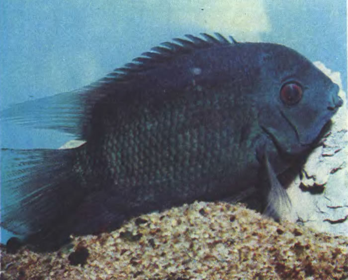 Цихлазома северум