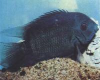 Цихлазома северум