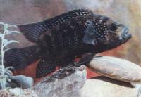 Цихлазома восьмиполосая