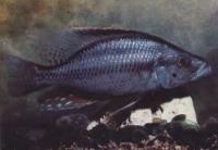 Цихлида длиннорылая