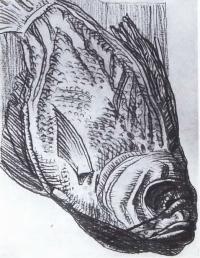 Д. И. Митрохин. Рыба. 1972. Рисунок