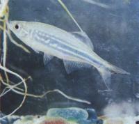 Данио эквипинатус