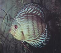 Дискус голубой