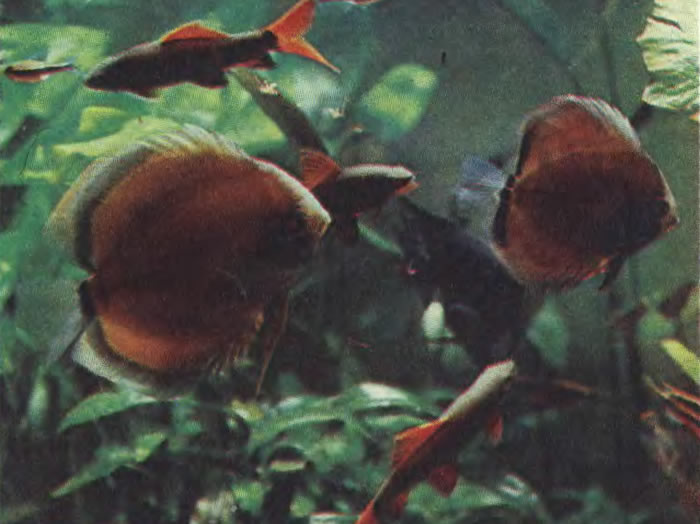 Дискус коричневый