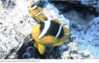 Двухполосный амфиприон (Amphiprion bicinctus)