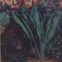 Эхинодорус амазонский