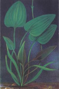 Эхинодорус Бертера