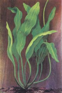 Эхинодорус большой