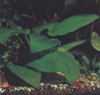 Эхинодорус горизонтальный