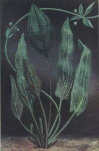 Эхинодорус мелкоцветный