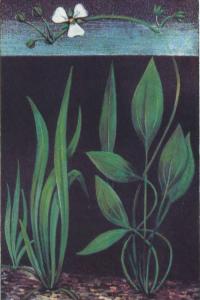 Эхинодорус нежненький