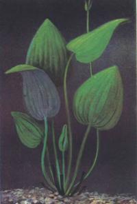 Эхинодорус оболочковый