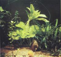 Эхинодорус овальный