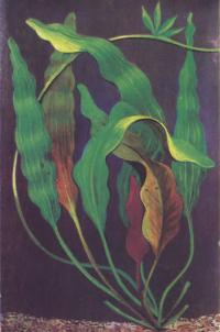 Эхинодорус озирис