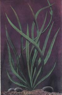 Эхинодорус узколистный